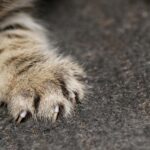 Comment protéger son canapé des griffes de chat ?