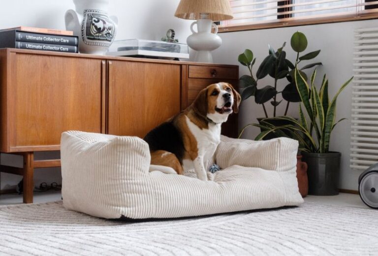 Canapé pour chien Salto Bobochic en velours côtelé - Touslescanapaes